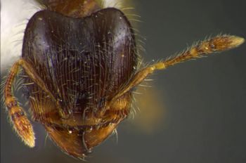 Media type: image;   Entomology 34279 Aspect: head frontal view